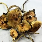 Burmese Cubensis