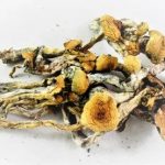 B+ Cubensis – Psychedelic Mushrooms