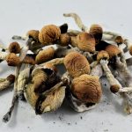 Ecuador Cubensis