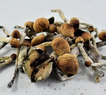 Ecuador Cubensis