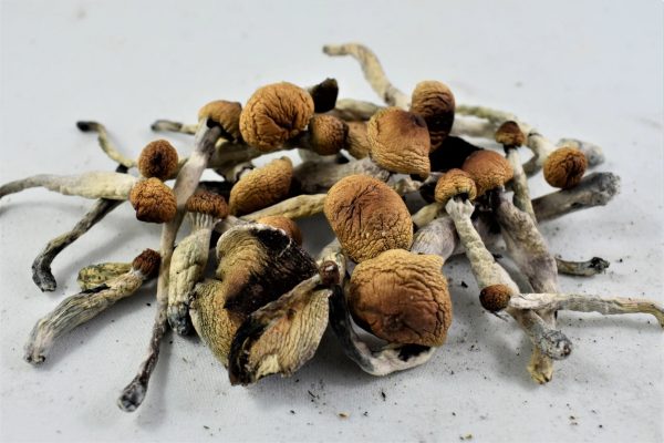 Ecuador Cubensis