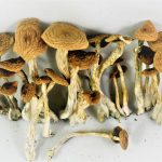 Alacabenzi Mushrooms