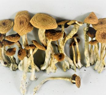 Alacabenzi Mushrooms