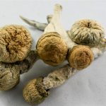 Penis Envy Cubensis