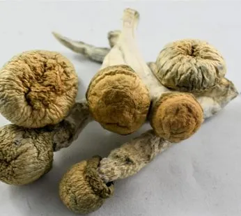 Penis Envy