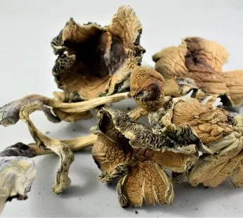 Buy Magic Mushrooms​