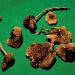 Mexicana Cubensis – Psychedelic Shrooms