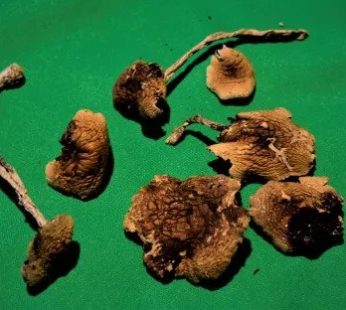 Mexicana Cubensis – Psychedelic Shrooms