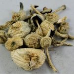 Rustywhyte Cubensis Shrooms