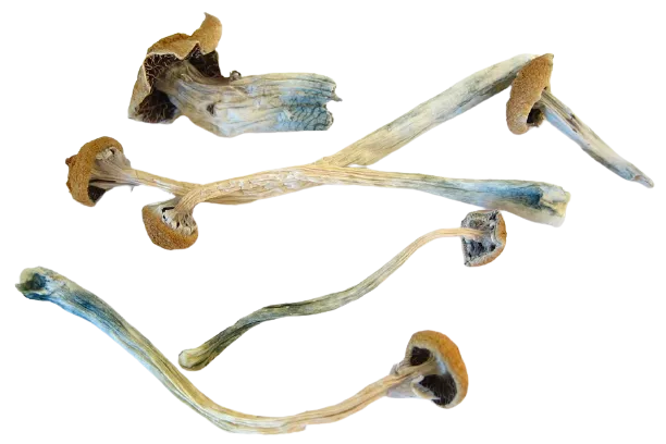 Dried Mushrooms