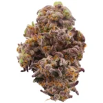 Buy Bacio Gelato Hybrid