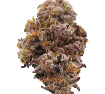 Buy Bacio Gelato Hybrid