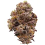 Buy Bacio Gelato Hybrid